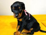 Irk Ve Sağlık Garantili Doberman Yavrular
