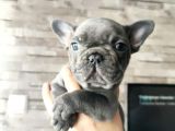 Blue Fransız Bulldog Yavrular