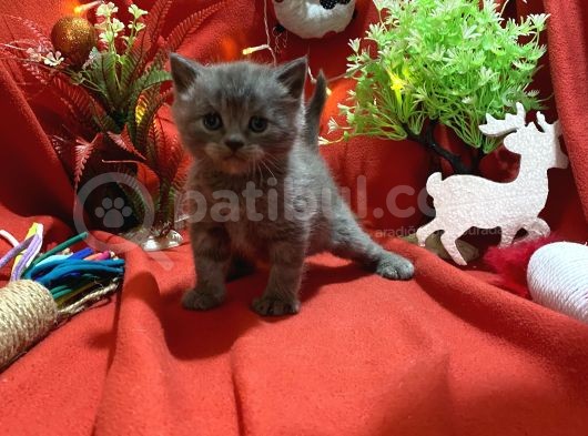 Üst Kalite Oyuncu British Shorthair görsel