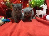 Üst Kalite Oyuncu British Shorthair