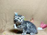 Safkan Black Golden Tabby Yavrumuz