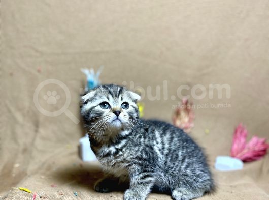 Safkan Black Golden Tabby Yavrumuz