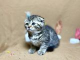 Safkan Black Golden Tabby Yavrumuz