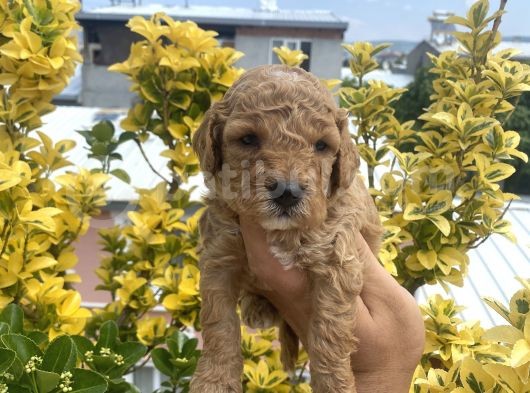 Güzellik Abidesi Ev Uretimi Poodle Bebekler  görsel