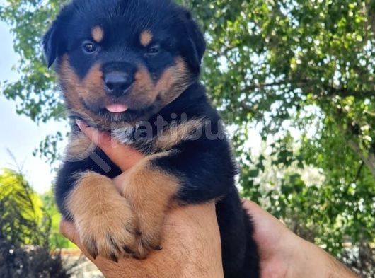 Rottweiler Yavrular görsel