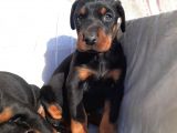 Erkek Doberman Yavru