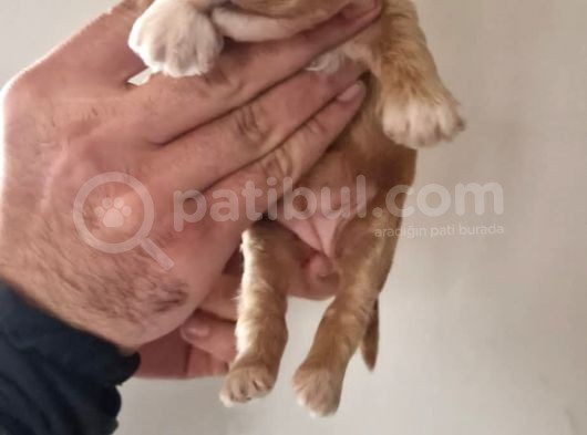 Maltipoo Yavrular görsel