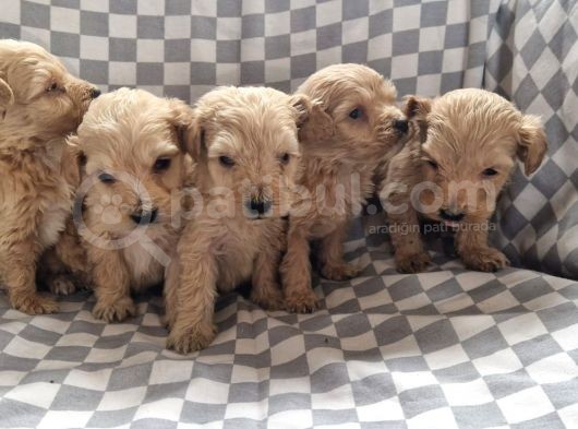 Maltipoo Yavrular görsel