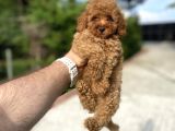 RED DİŞİ TOY POODLE BEBEKLER A KALİTE