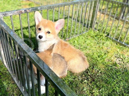 Anne Altından Pembroke Welsh Corgi Yavrular