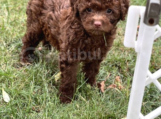 Çi̇kolata Toy Poodle Yavrular görsel