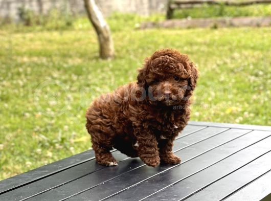 Çi̇kolata Toy Poodle Yavrular görsel