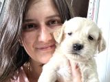 Golden Bebekler Bursa Köpek Okulu