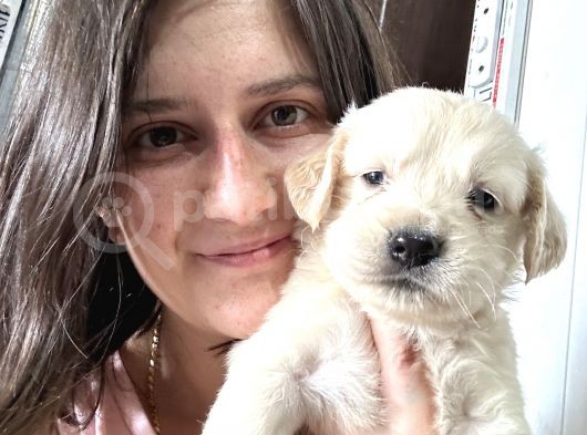Golden Bebekler Bursa Köpek Okulu görsel