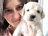 Golden Bebekler Bursa Köpek Okulu