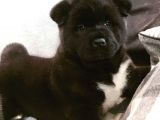 Minik pandalar son İki bebek