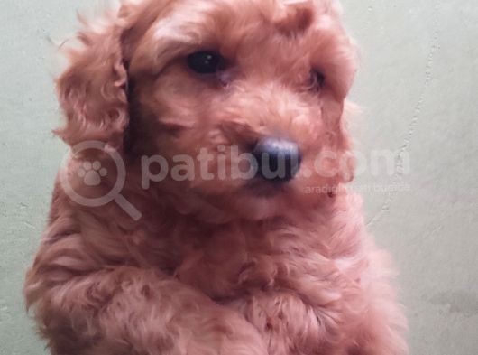 Red Toy Poodle Yavrular görsel
