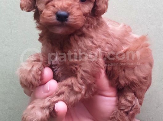 Red Toy Poodle Yavrular görsel