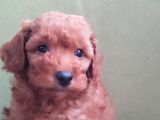 Red Toy Poodle Yavrular