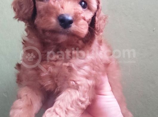 Red Toy Poodle Yavrular görsel