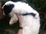 Sıfır Numara Harika Kaliteli Shihtzu