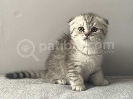 Silver Tabby Scottish Fold Erkek Yavru görsel