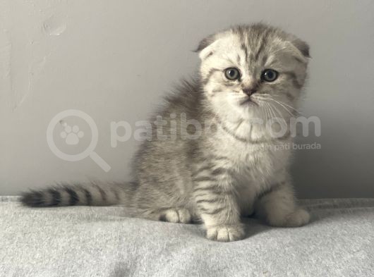 Silver Tabby Scottish Fold Erkek Yavru görsel