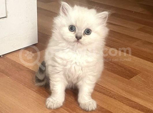 Silver Point British Longhair Erkek Yavrumuz görsel
