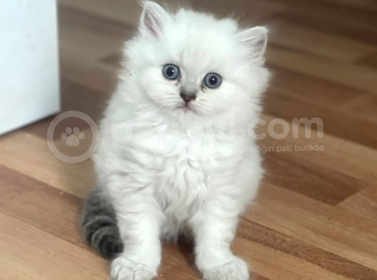 Silver Point British Longhair Erkek Yavrumuz görsel