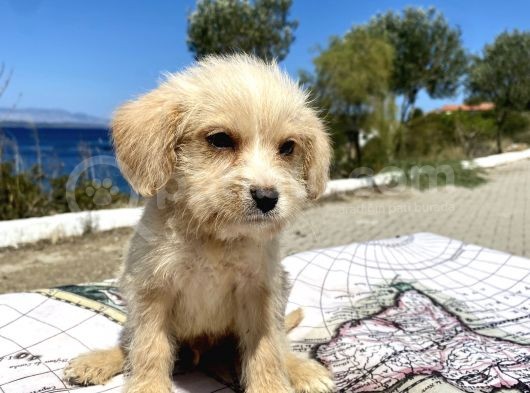 0 No Maltipoo Oğlumuz görsel