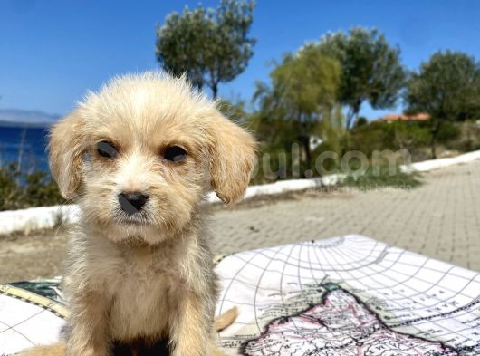 0 No Maltipoo Oğlumuz görsel