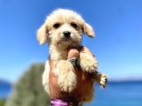0 No Maltipoo Oğlumuz