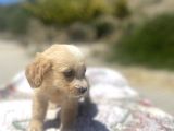 Mini Boy Maltipoo Oğlumuz