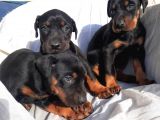 Erkek Doberman Yavru