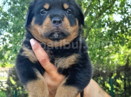 Rottweiler Yavrular