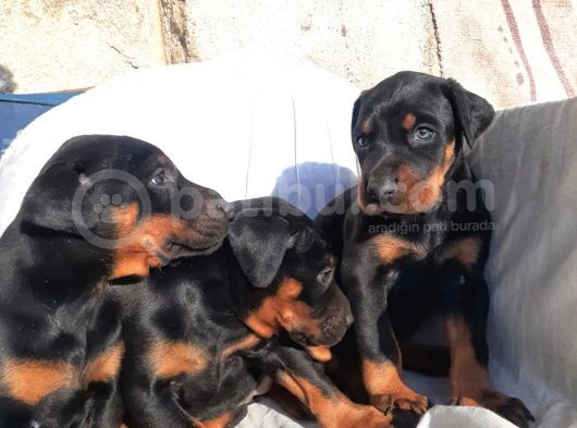 Erkek Doberman Yavru görsel