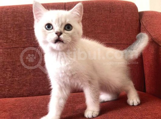 Üst Düzey Kalite British Silver Point Yavrular görsel