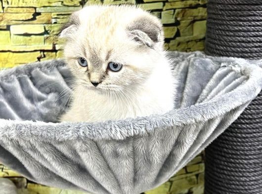 Ori̇ji̇nal Scottish Fold Yavrulari Vonalp Güvencesi̇yle görsel