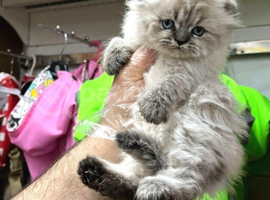Ori̇ji̇nal Scottish Fold Yavrulari Vonalp Güvencesi̇yle görsel