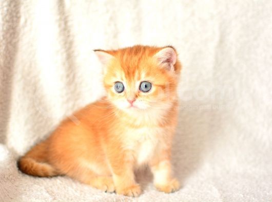Şampiyon Soyundan Ny11 Golden British Shorthair