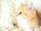Şampiyon Soyundan Golden Ny11 British Shorthair Yavrumuz