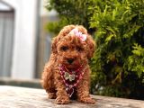 Red Brown Toy Poodle Yavrularimiz