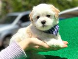 Safkan Maltese Terri̇er