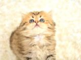 Show Kalite Golden Ny25 British Longhair