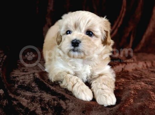 Dünyalar Tatlısı Maltipoo Bebekler