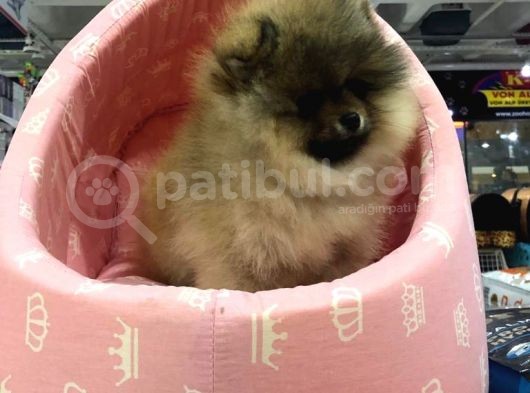 Vonalp Pet Garantisiyle Saf Irk Pomerian Boo Yavrulari