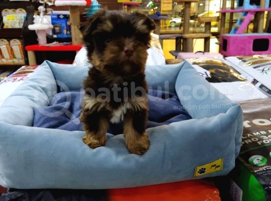 Yorkshire Terrier Saf Irk Yavrular Vonalp Pet Guvencesi̇yle