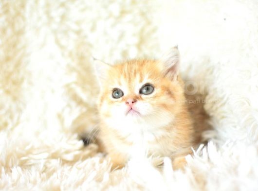 Şampiyon Soyundan Golden Ny11 British Shorthair Yavrumuz görsel