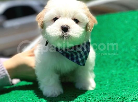 Safkan Maltese Terri̇er görsel
