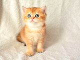 Şampiyon Soyundan Ny11 Golden British Shorthair